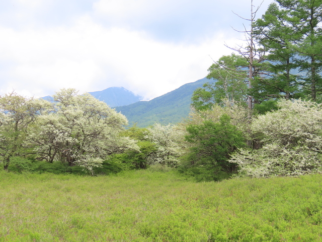 ズミの花咲く戦場ヶ原: 楽々バイオリンライフ 60、70代編